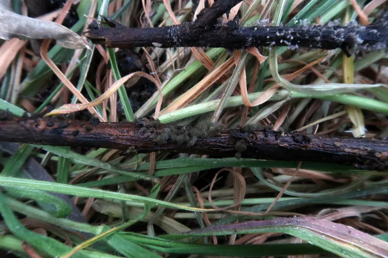 Chaetomium globosum 1 - IMG_6608